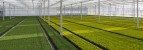 Cultivation of cupressus in a Dutch greenhouse - © Kruwt - Fotolia.com